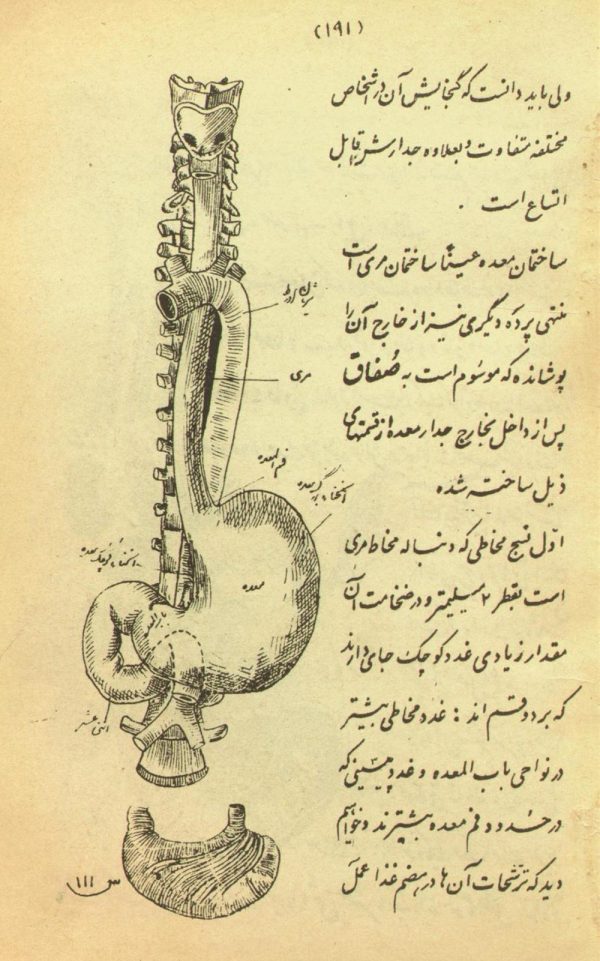 صفات مشترکه حیوانات و نباتات